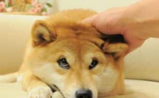 Kabosu